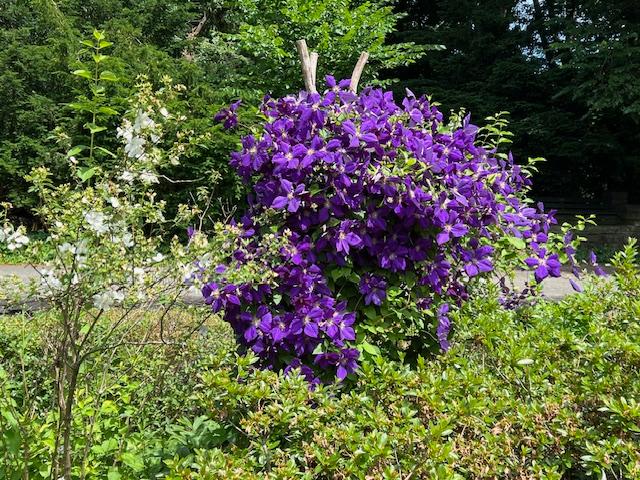 Fort Tryon Park 1