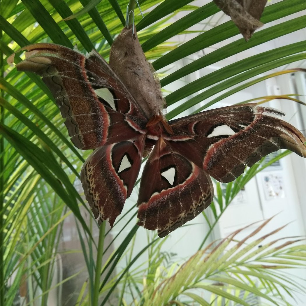 House insects 1
