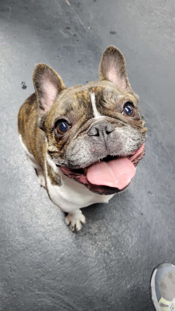 Bark in the Park 2