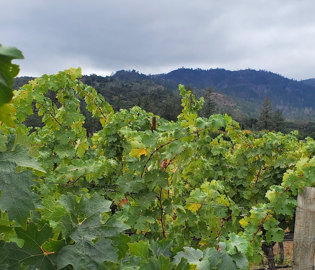 Anomaly Vineyards 3