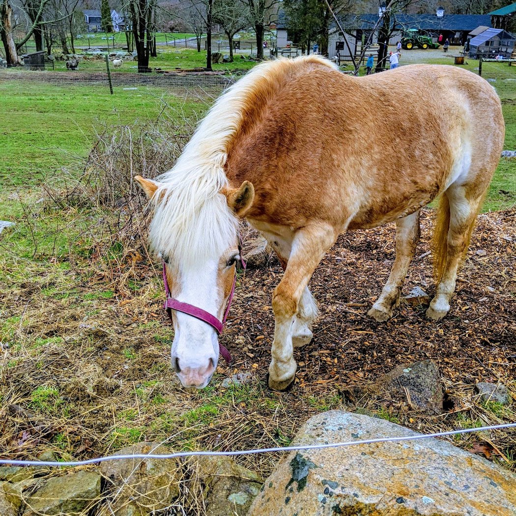 Sensory-Friendly Open Barnyard 1