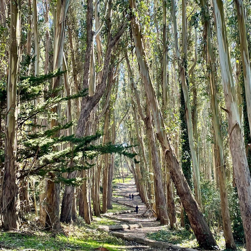 Andy Goldsworthy's Wood Line 1