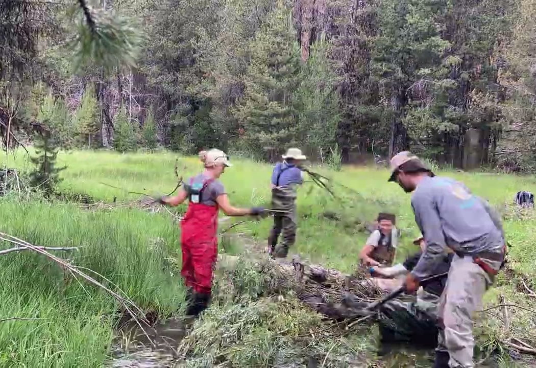 Beaver Dam Analog Construction 2