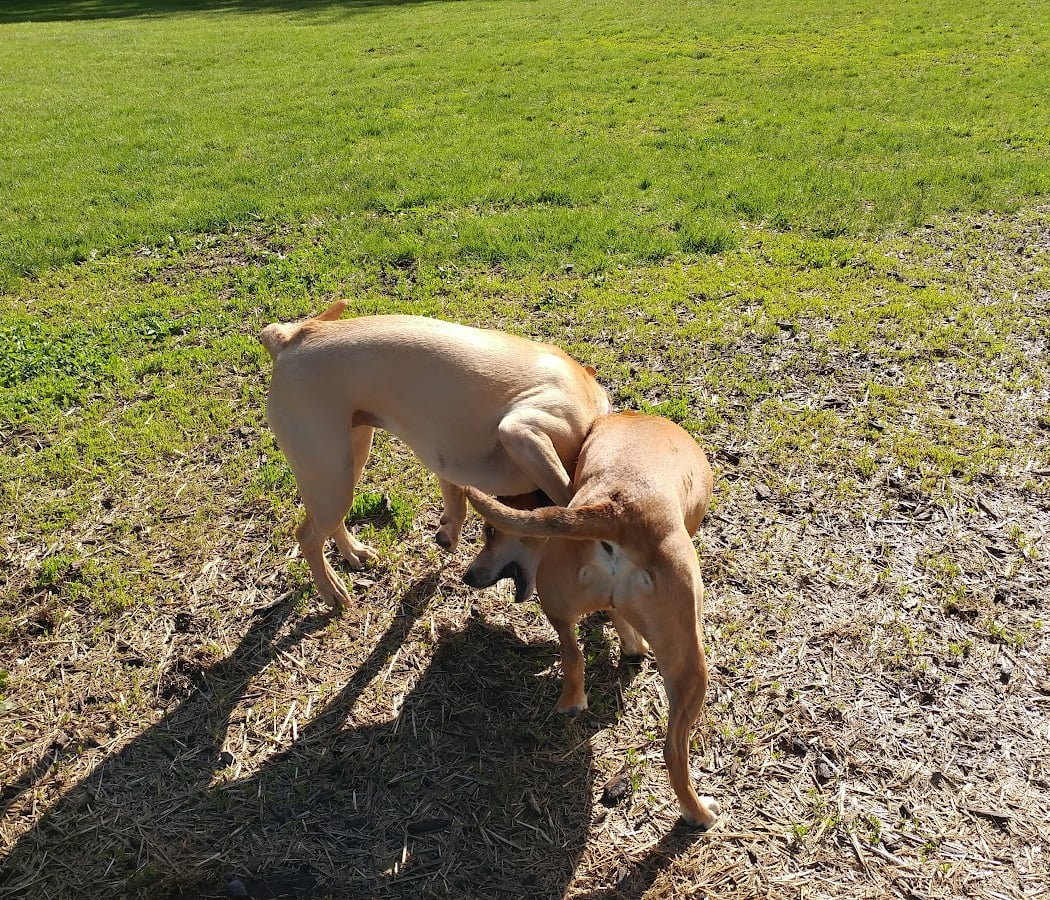 Friends of Beacon Dog Park 3