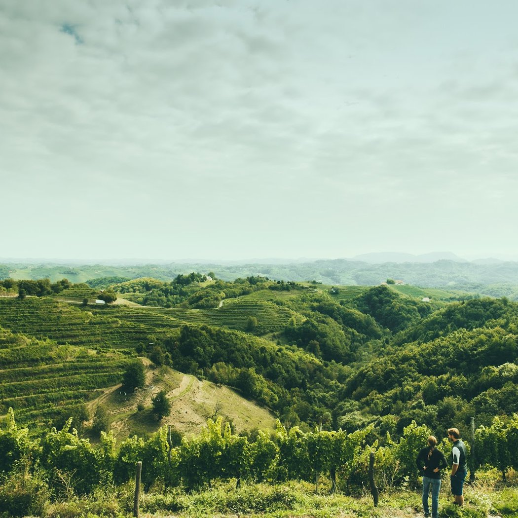 Vino Gross, vinogradništvo in turizem, d.o.o. 2