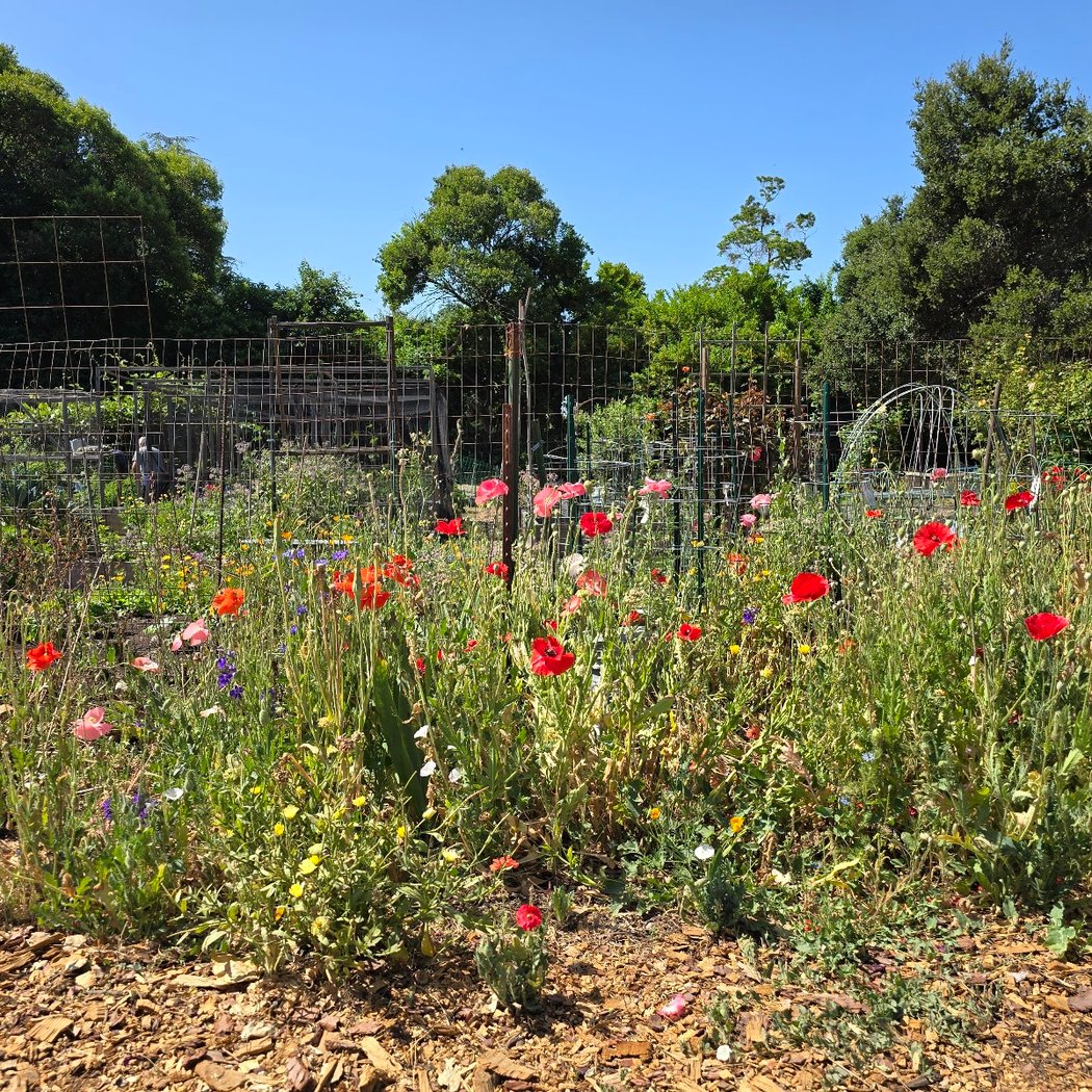 Waterwise Garden 2