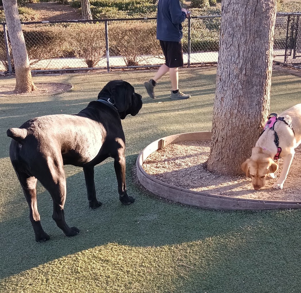Kings Dog Park 2