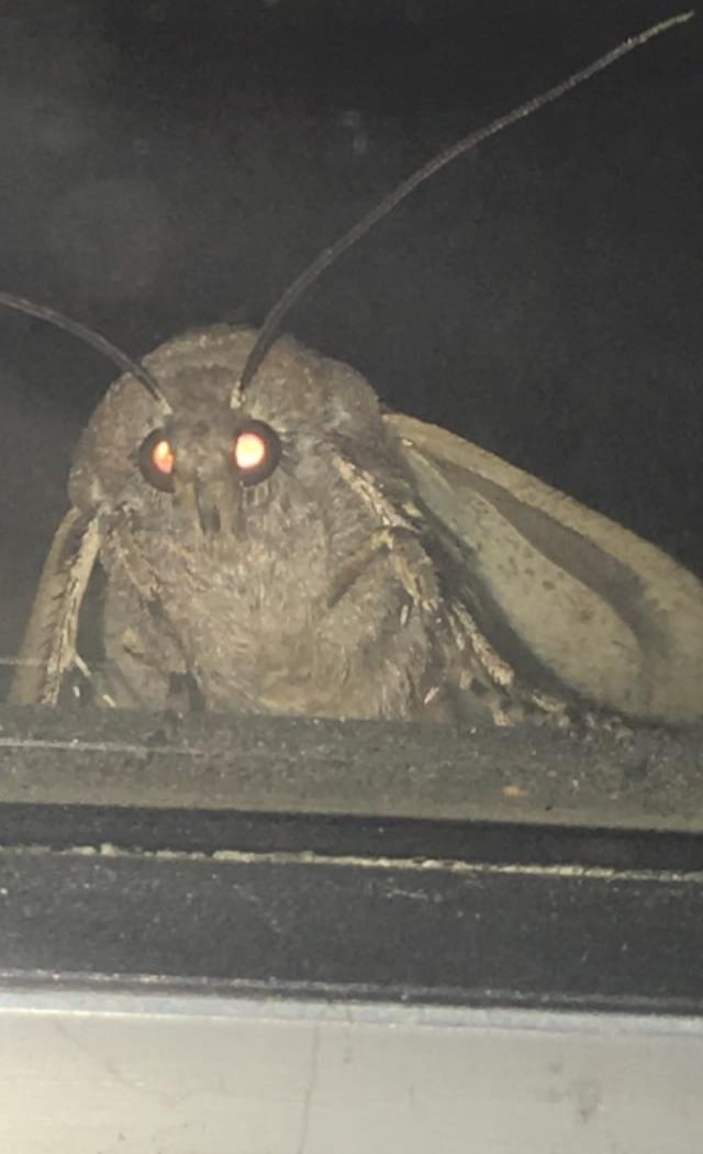 Moth Night 2