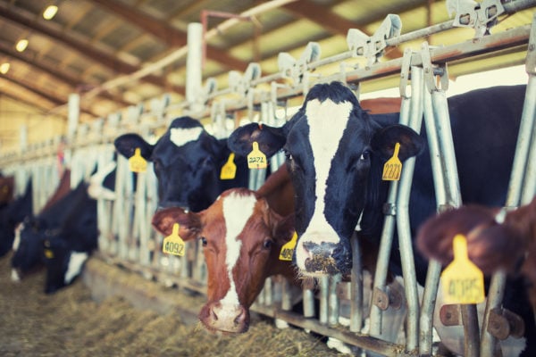 Shatto Milk Company 1
