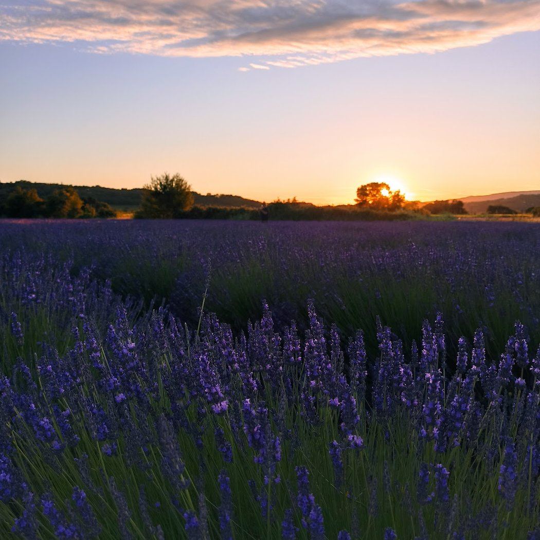 Lavender Fields 1