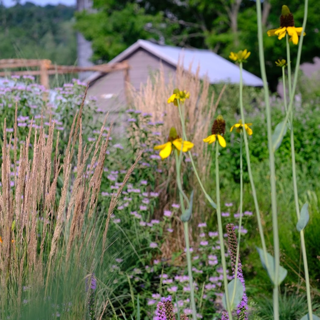 The Old Dairy Nursery & Gardens 1