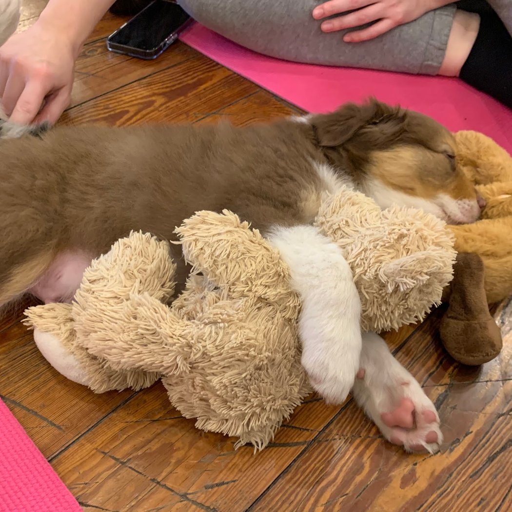 Puppy Yoga 3