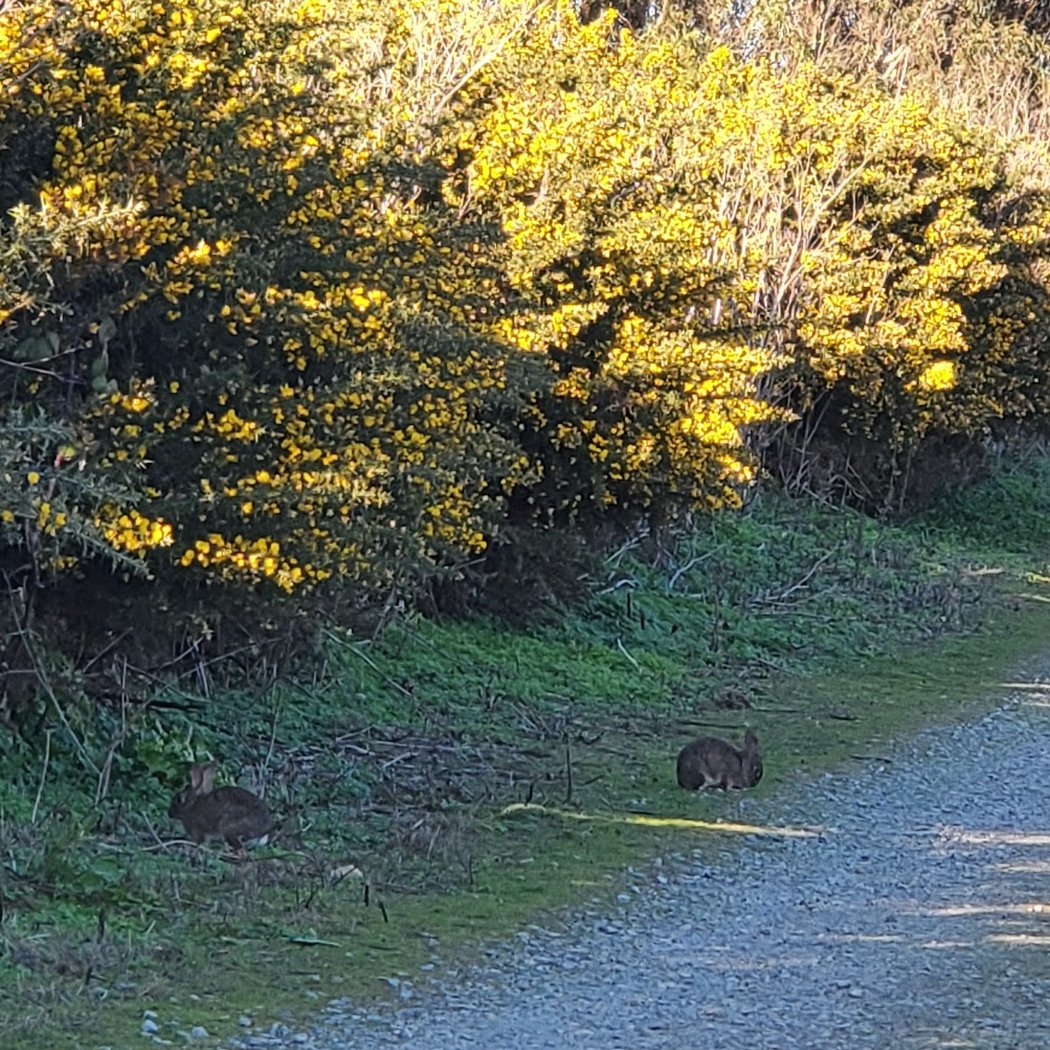 San Bruno Mountain Picnic Area 3