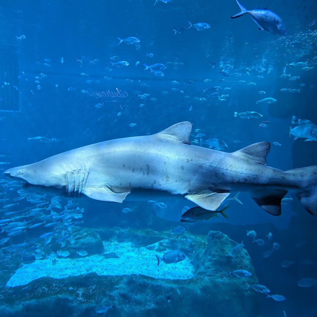 Noche con tiburones en familia 3