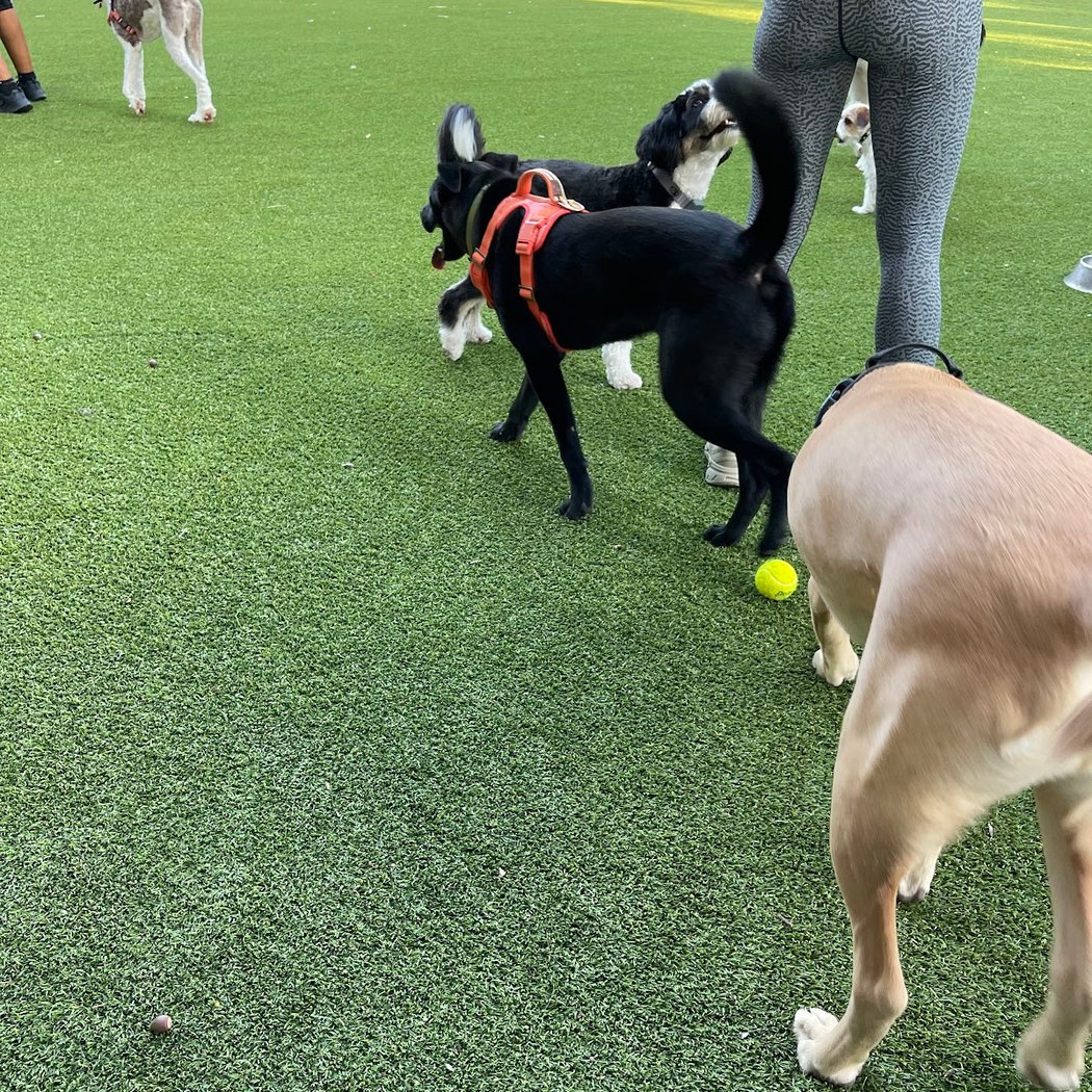 Pier 6 Dog Run 3