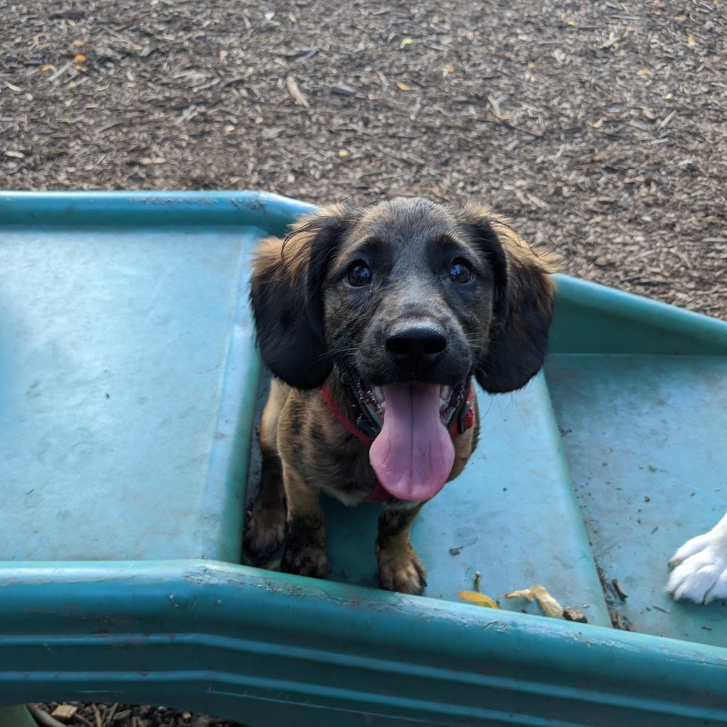 Marcus Garvey Dog Run 1