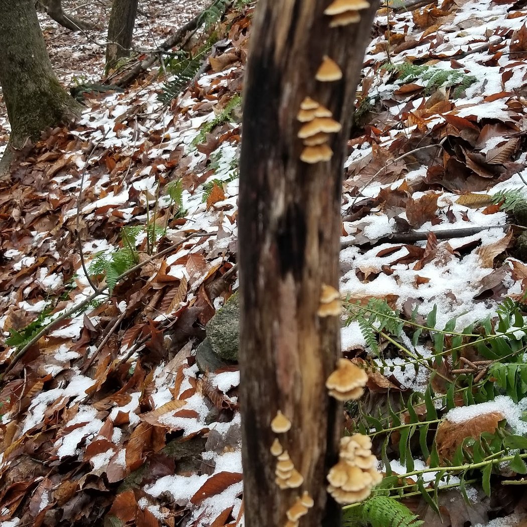 West Mountain State Forest 3