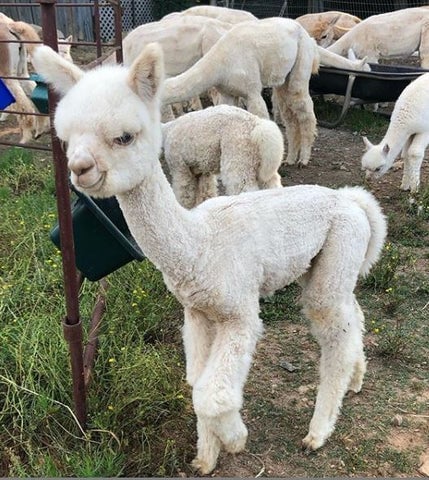 Good Karma Ranch Alpacas 1