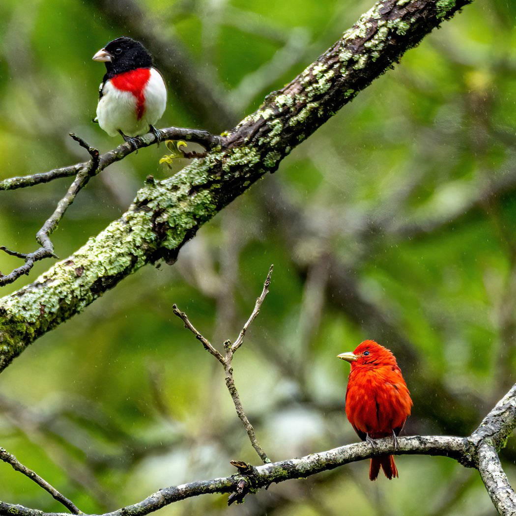 FLOC: First Friday Birding 3