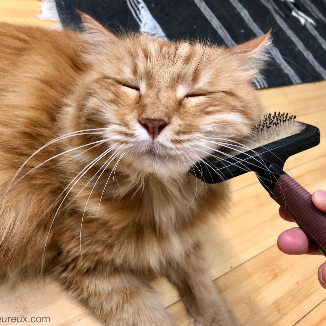 Happy Cat, Cat care Paris 1