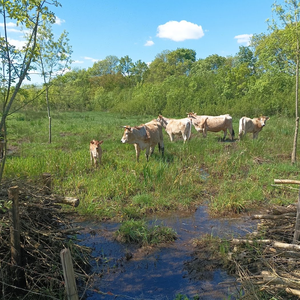 Marais Tougas 2