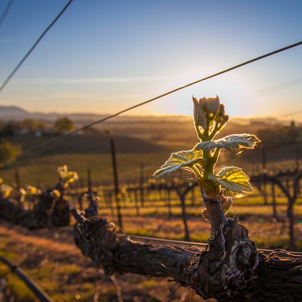 J Rochioli Vineyards & Winery 1