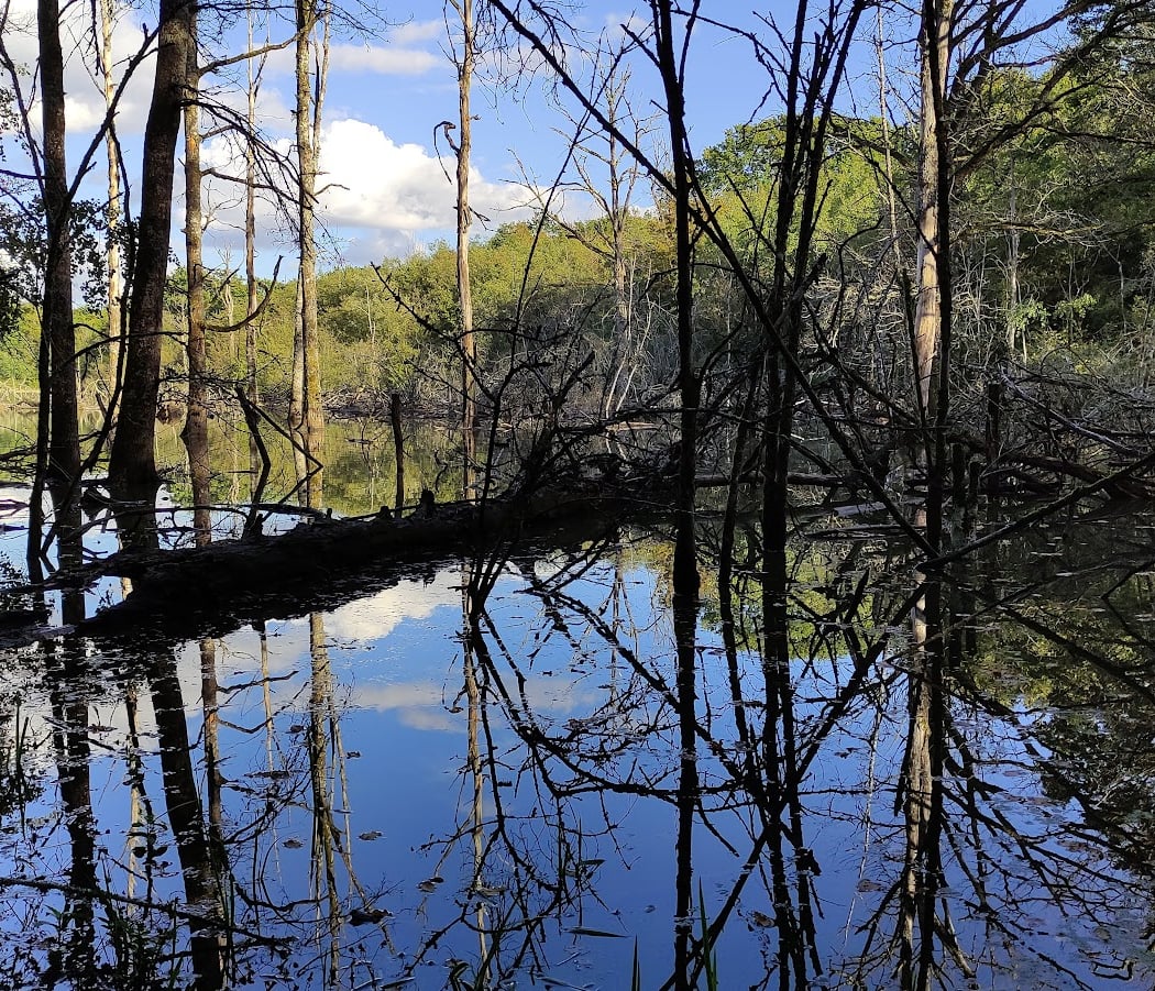 Forêt de Villefermoy 2