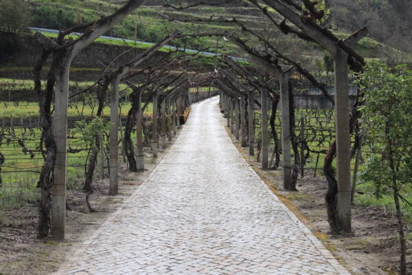 Tasting with VinoVi & Co Importers 2