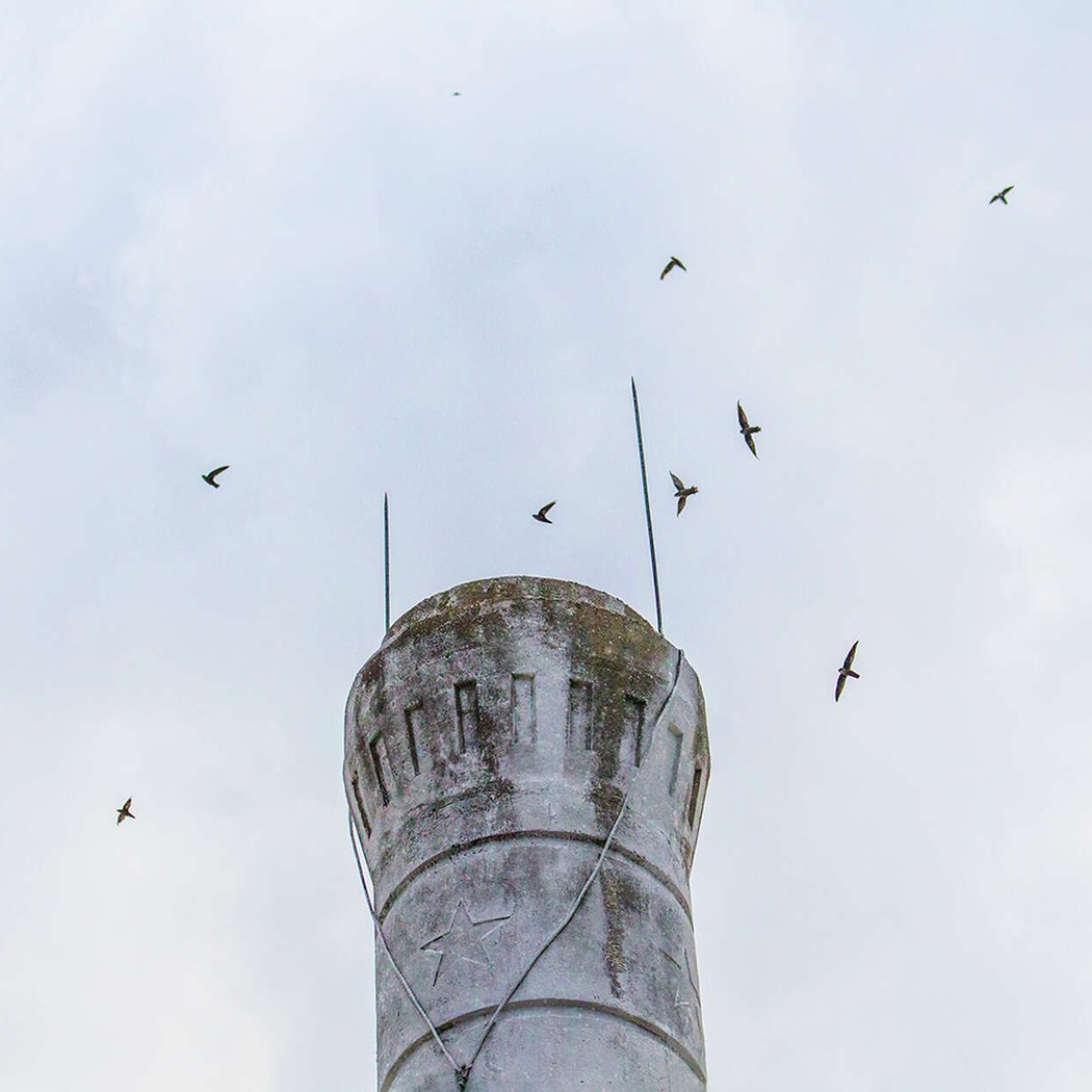 Sunset Swifts 3
