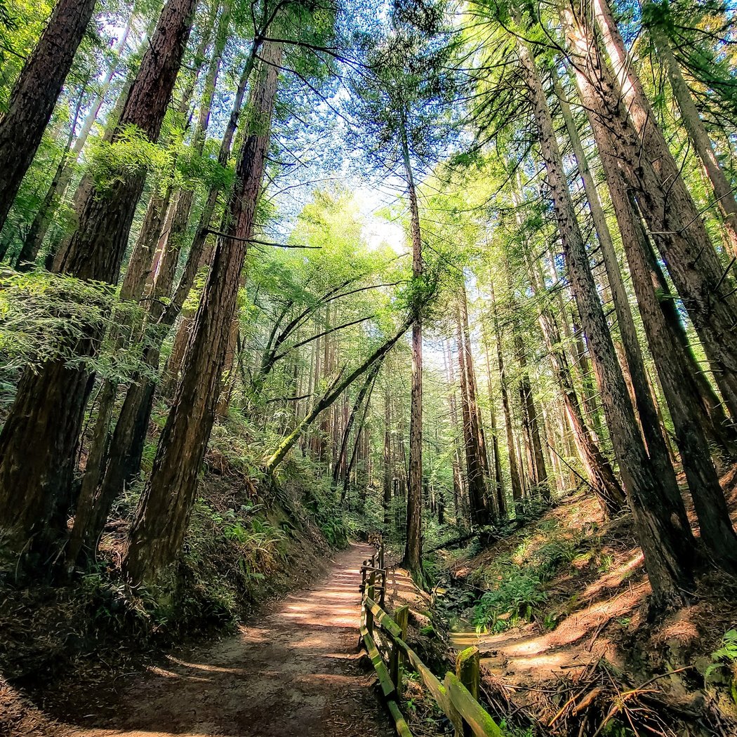 Stream Trail 1