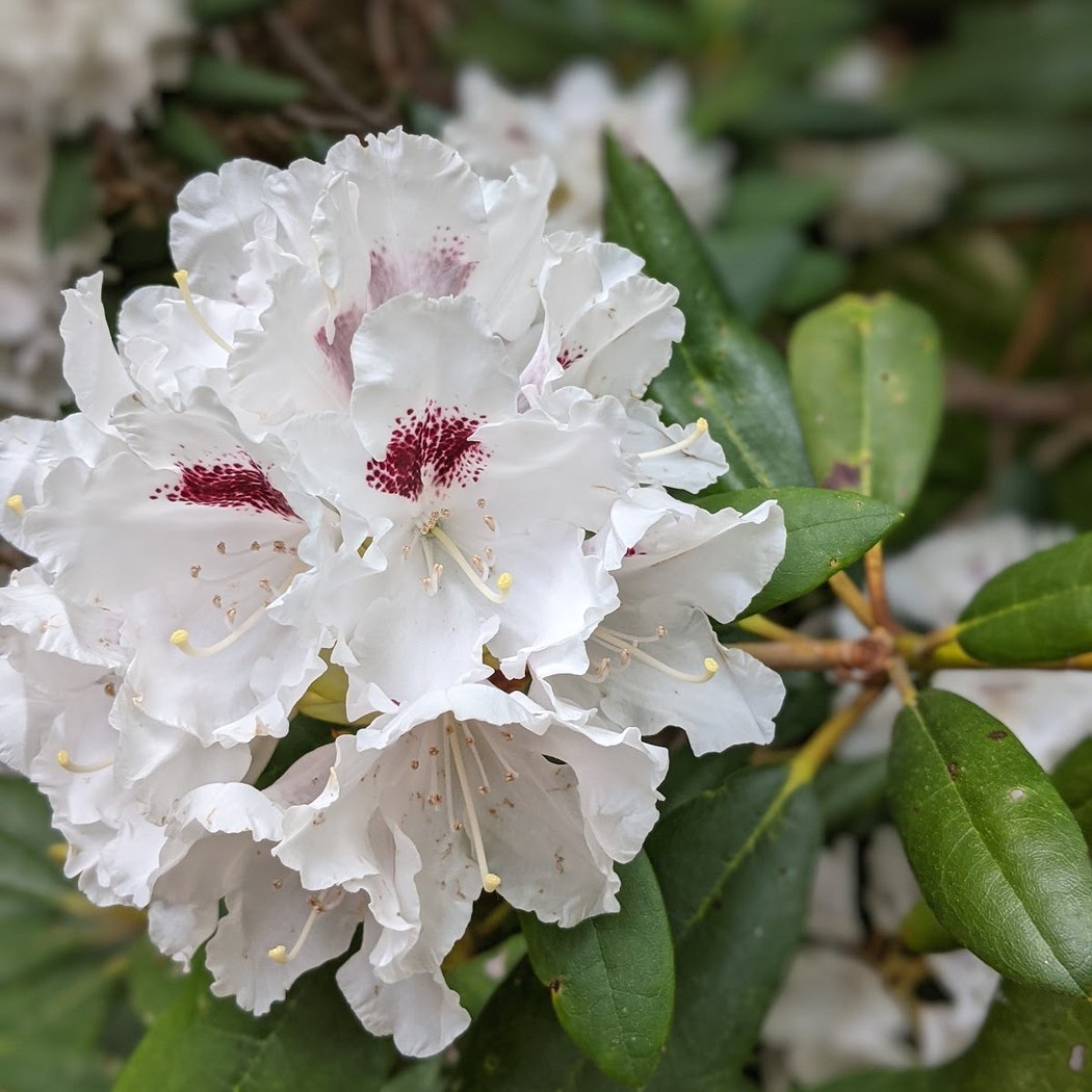 Kinney Azalea Gardens 3