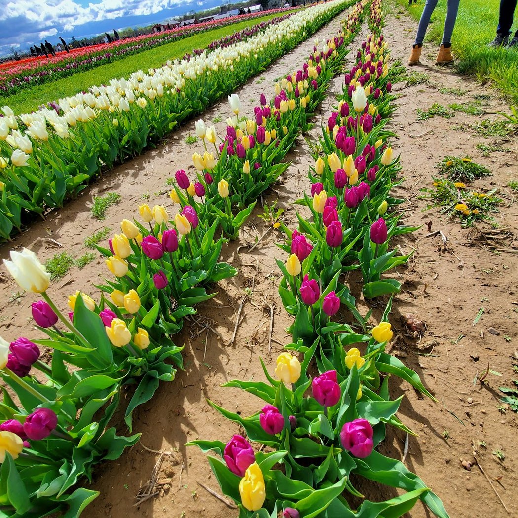 Tulip Season at Holland Ridge Farms 3