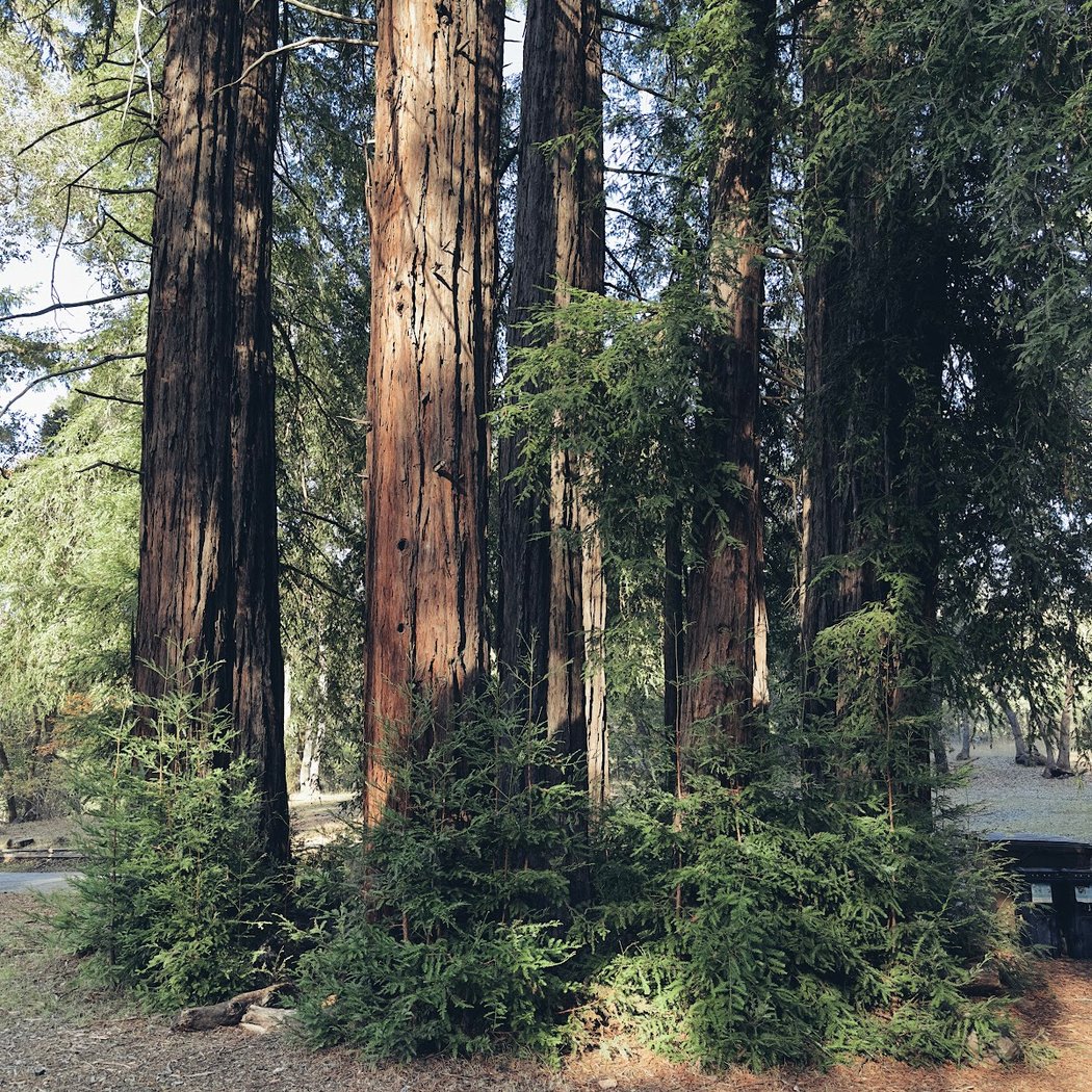 West Meadow Picnic Area 1