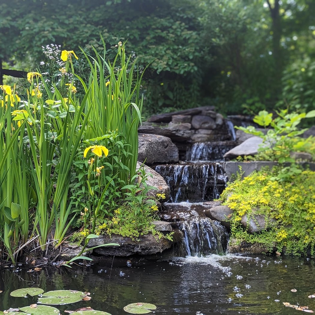 Forest Bathing Mini-Retreat 1