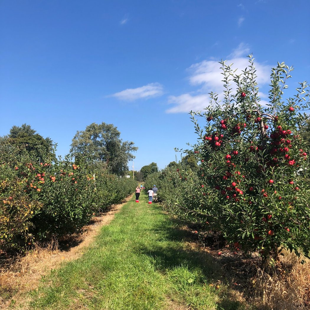 Prospect Hill Orchards-Homestead Farm 1