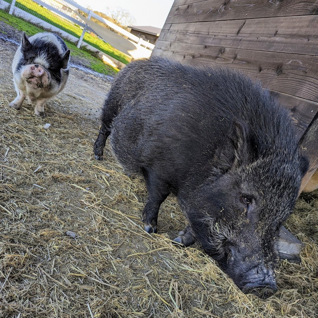 Charlie's Acres Farm Animal Sanctuary Community Tour 3