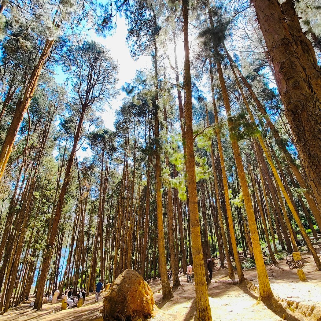Pine Forest Ooty 1