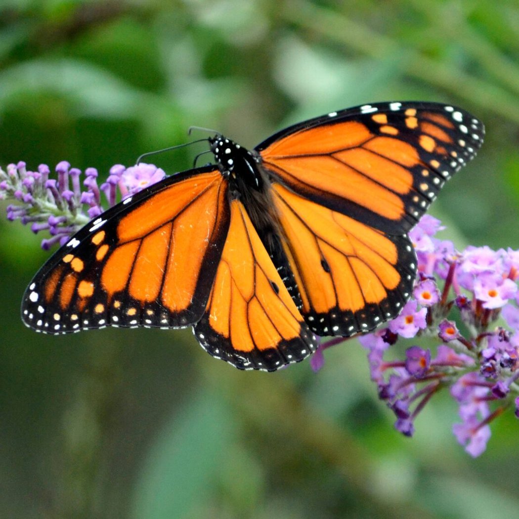 Butterfly Release Experience 3