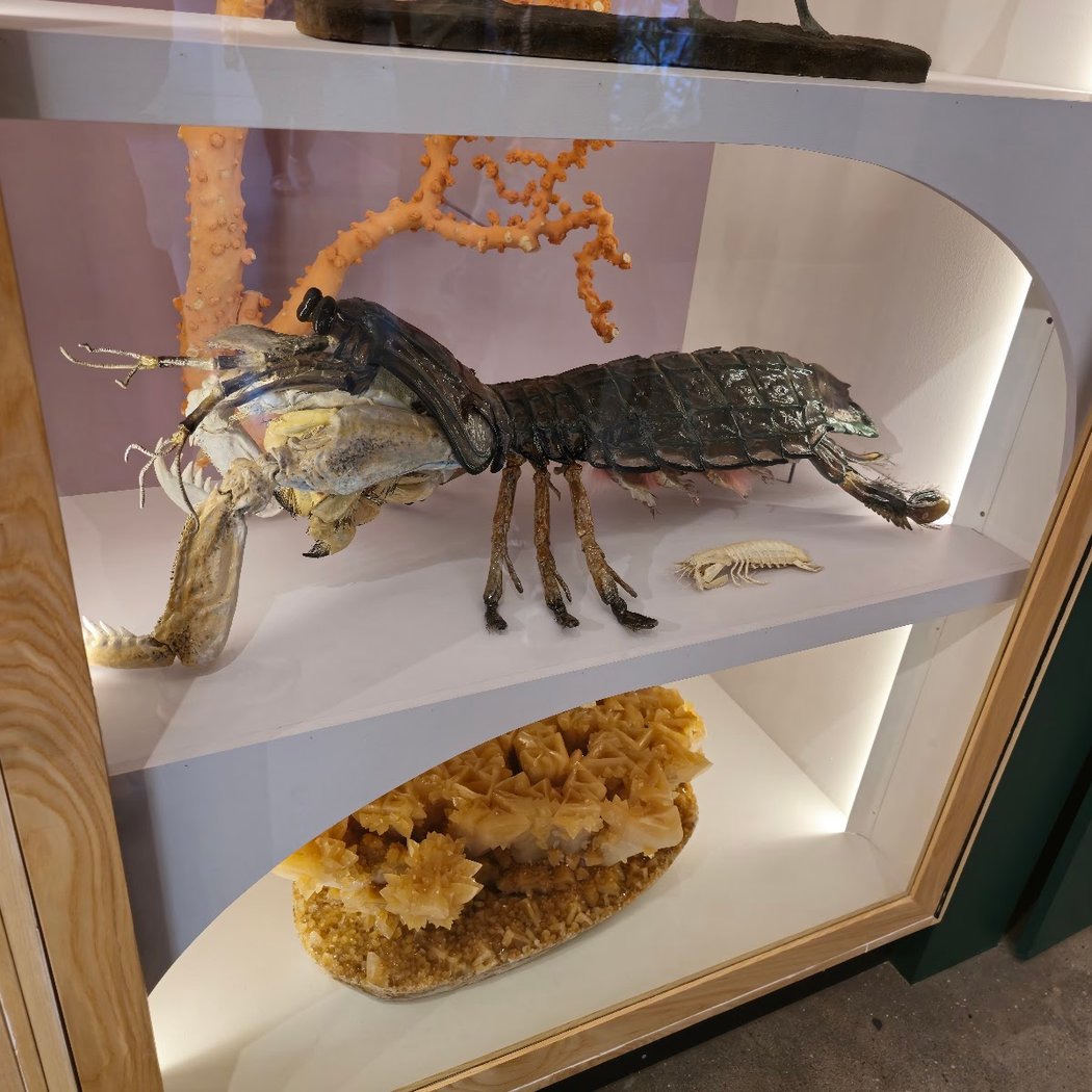 Yale Peabody Museum 2
