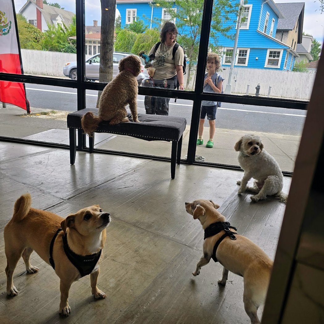 Kensington Dog Club 2