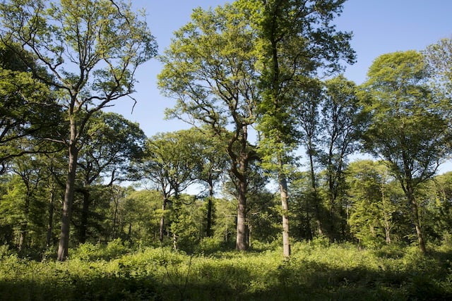 Forêt Domaniale de Fausses Reposes 3