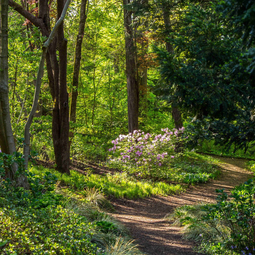 Discover Forest Bathing 2