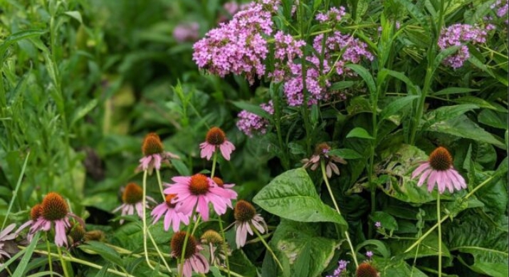 Tyler Arboretum: Saturday Wildflower Walk