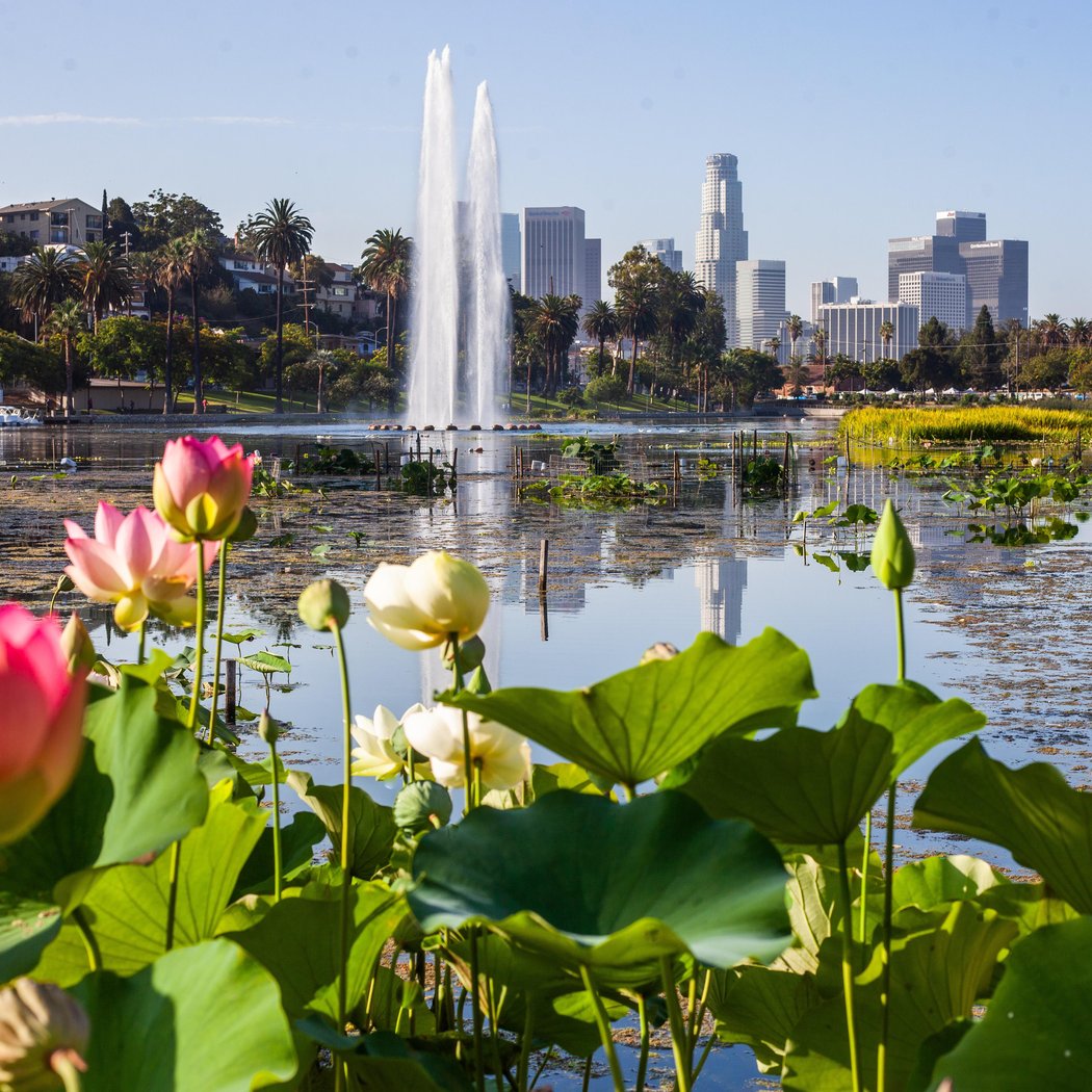 Echo Park Lotus Run 5K 4
