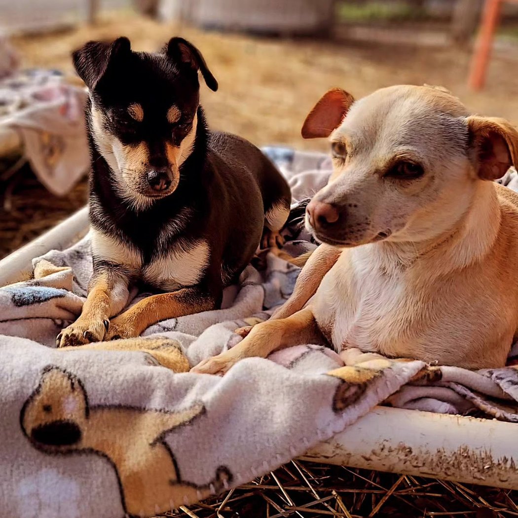 Countryside Animal Rescue 3