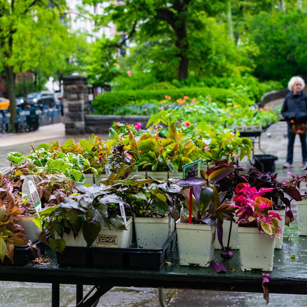 Plant Sale 1