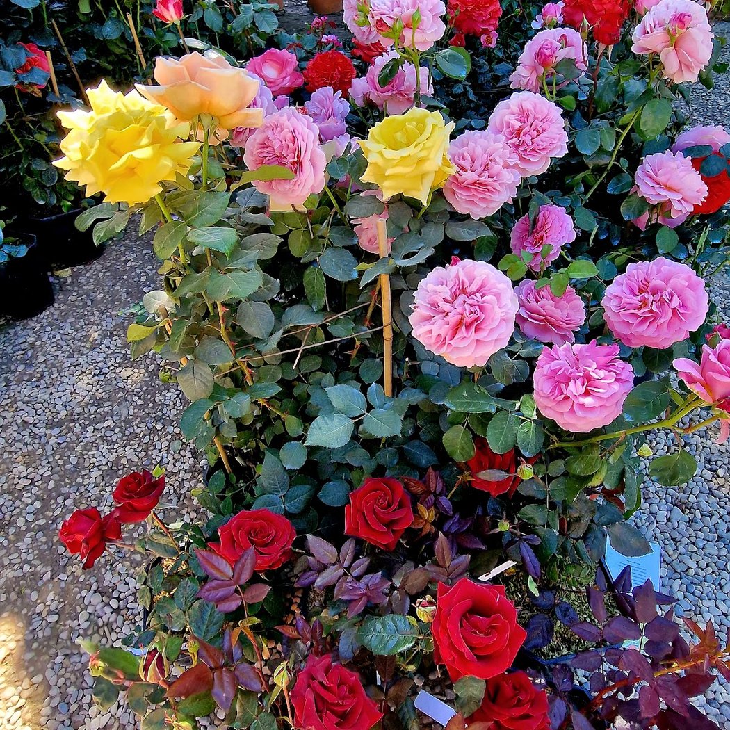 Mostra mercato di piante e fiori autunnale 2026