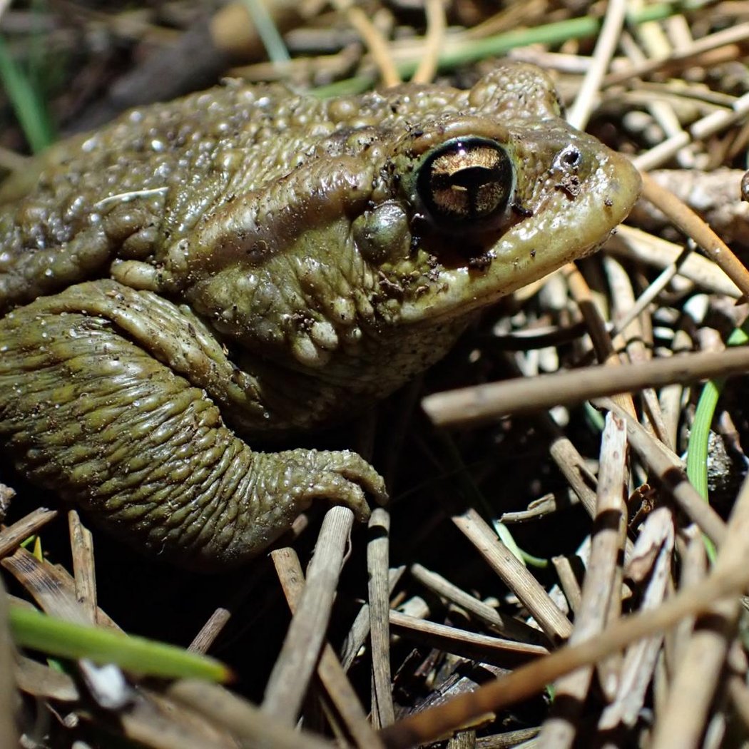 Formation Amphibiens 1