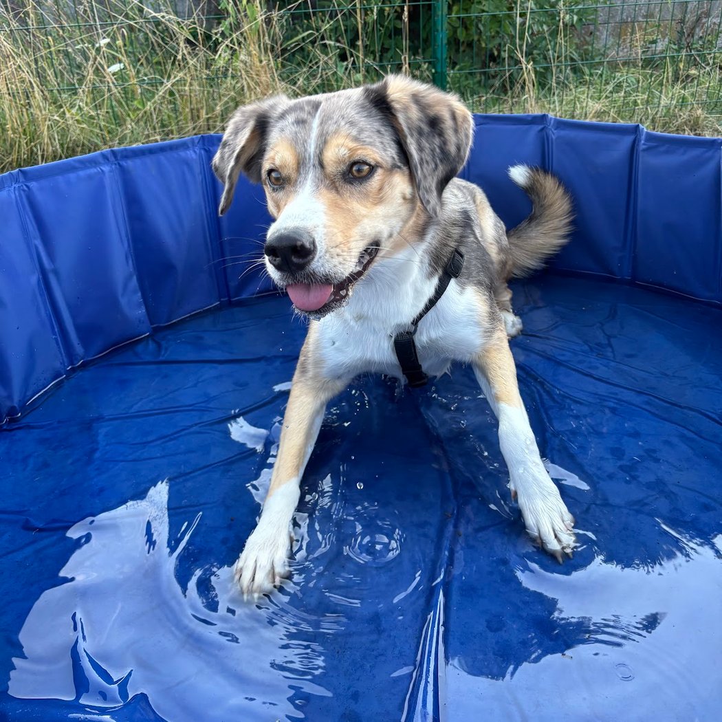 Doggy Parc 42 1