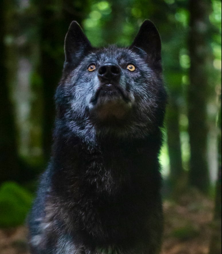 The House of Wolves 1